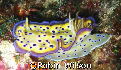 Kune's Chromodoris
Ribbon reef #10;Pixie Pinnacle by Robin Wilson 